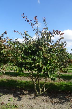 Parrotia-persica-meerstam-200-250-4