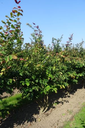 Parrotia-persica-meerstam-200-250-5