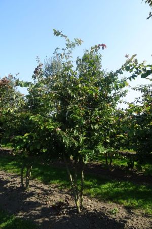 Parrotia-persica-meerstam-200-250-6