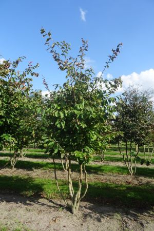 Parrotia-persica-meerstam-200-250