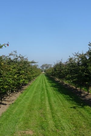 Parrotia-persica-meerstam-200-300