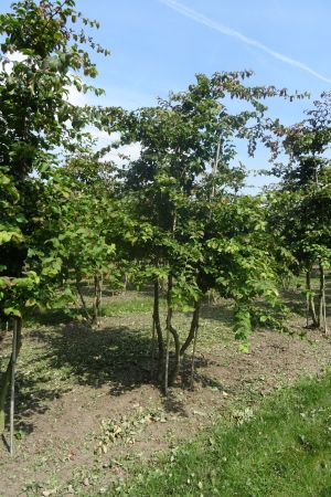 Parrotia-persica-meerstam-250-300-2