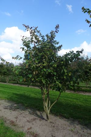 Parrotia-persica-meerstam-250-300-3