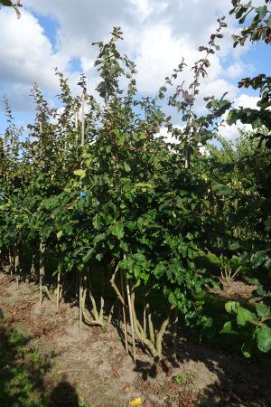 Parrotia-persica-meerstam-250-300-4