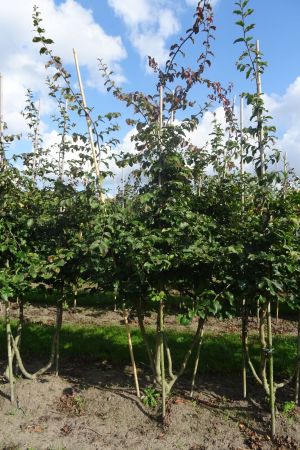 Parrotia-persica-meerstam-250-300-5