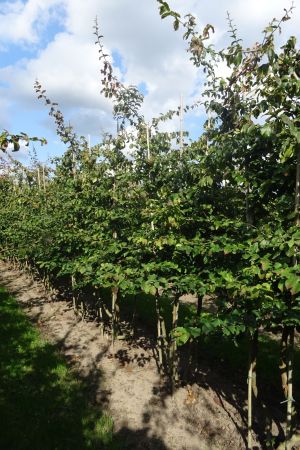 Parrotia-persica-meerstam-250-300-6