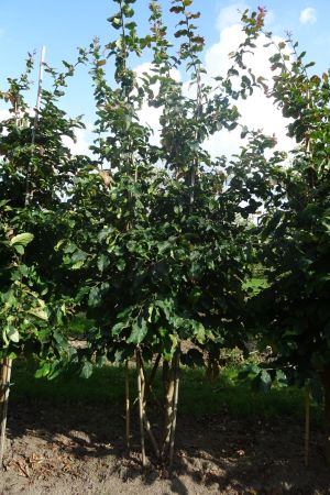 Parrotia-persica-meerstam-250-300-7