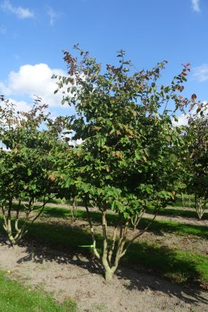 Parrotia-persica-meerstam-250-300-8