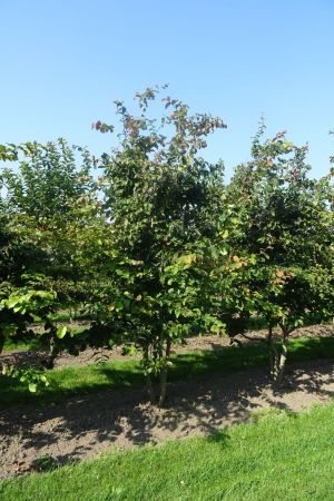 Parrotia-persica-meerstam-250-300-9