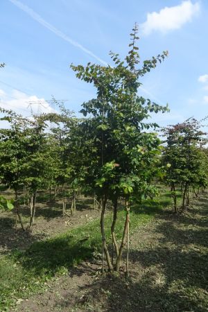 Parrotia-persica-meerstam-250-300