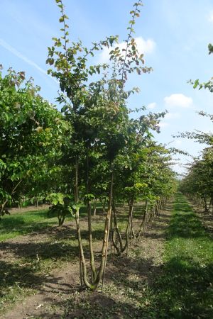 Parrotia-persica-meerstam-300-350-2