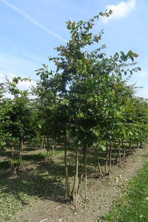 Parrotia-persica-meerstam-300-350-3