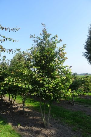 Parrotia-persica-meerstam-300-350-4