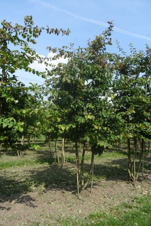 Parrotia-persica-meerstam-300-350