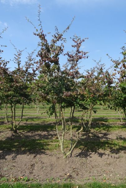 Parrotia persica MRSTAM