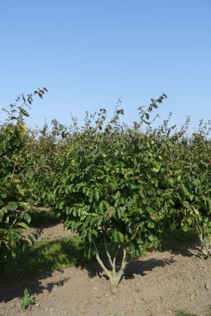 Parrotia-persica-meerstam-175-200-2