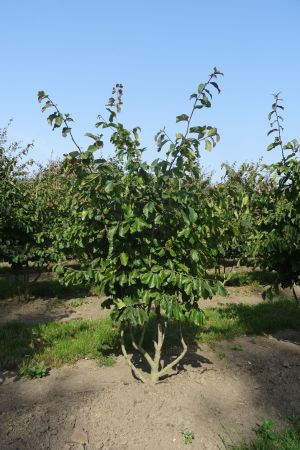 Parrotia-persica-meerstam-175-200