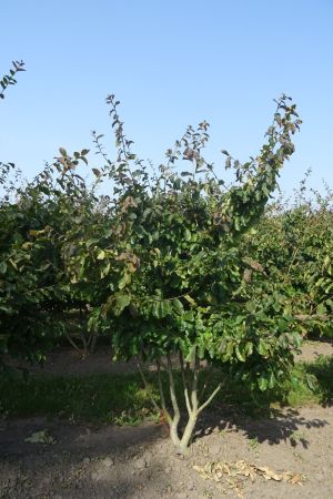 Parrotia-persica-meerstam-200-250-2