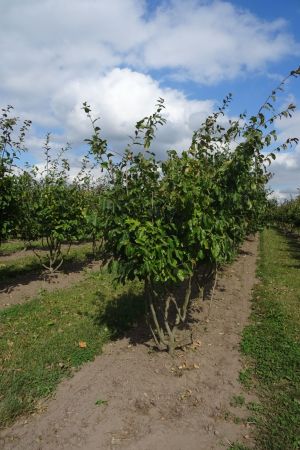 Parrotia-persica-meerstam-200-250-2