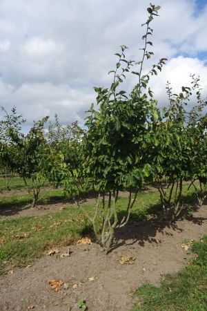 Parrotia-persica-meerstam-200-250-3