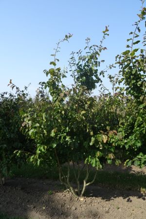 Parrotia-persica-meerstam-200-250