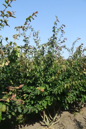 Parrotia-persica-meerstam-250-300-2