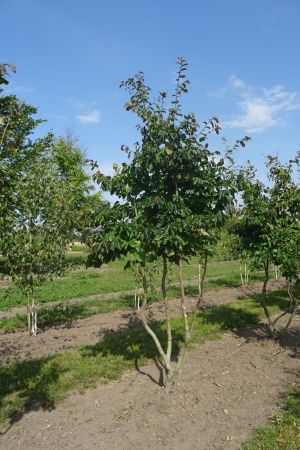 Parrotia-persica-meerstam-250-300-3