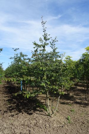 Parrotia-persica-meerstam-250-300-4