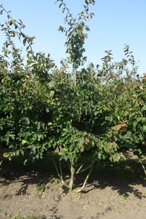 Parrotia-persica-meerstam-250-300