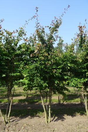 Parrotia-persica-meerstam-300-350-2