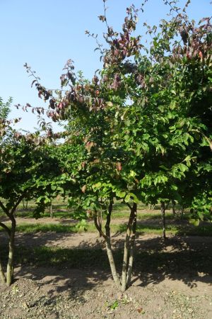 Parrotia-persica-meerstam-300-350-3