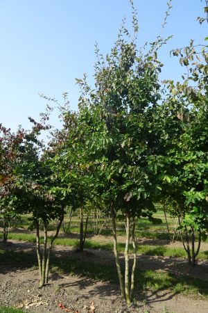 Parrotia-persica-meerstam-300-350-4