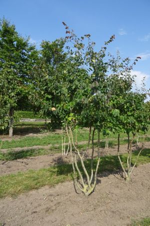 Parrotia-persica-meerstam-300-350-5