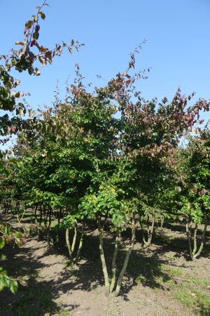 Parrotia-persica-meerstam-300-350