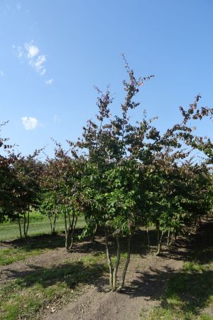 Parrotia-persica-meerstam-350-400