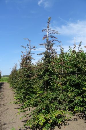 Parrotia-p-Vanessa-geveerd-14-16-18-2