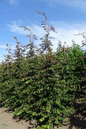 Parrotia-p-Vanessa-geveerd-14-16-18