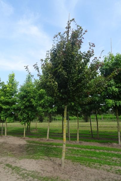 Parrotia persica 'Vanessa' HO