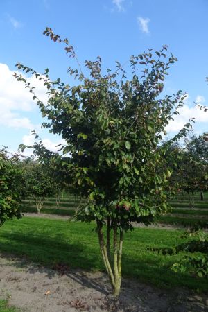 Parrotia-p-Vanessa-meerstam-300-350