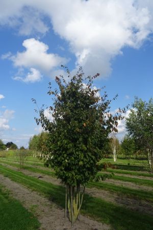 Parrotia-p-Vanessa-meerstam-350-400