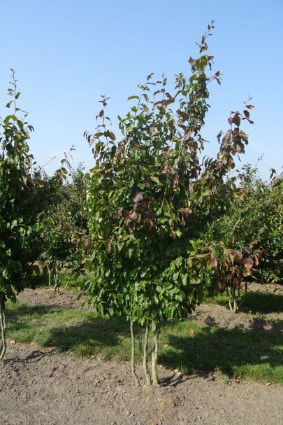 Parrotia persica 'Vanessa' MRSTAM