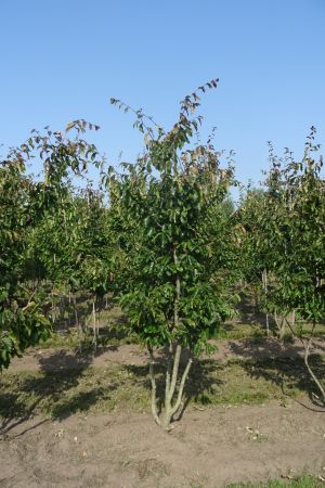 Parrotia-p-Vanessa-meerstam-200-250-3