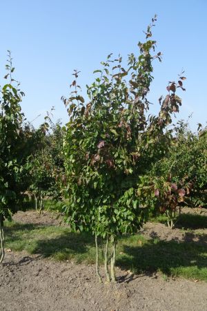 Parrotia-p-Vanessa-meerstam-200-250