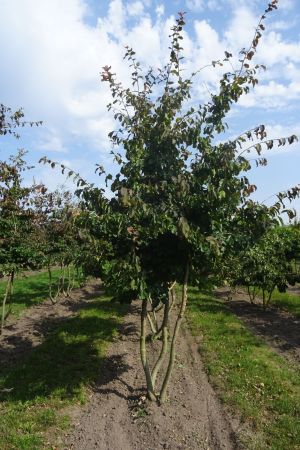 Parrotia-p-Vanessa-meerstam-350-400-2