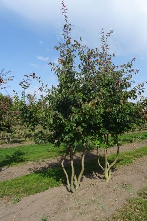 Parrotia-p-Vanessa-meerstam-350-400