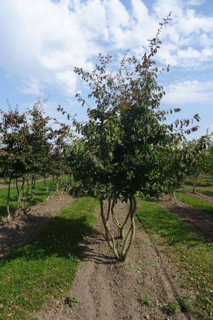 Parrotia-p-Vannesa-meerstam-300-350