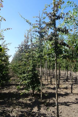 Parrotia-persica-ho-12-14-16