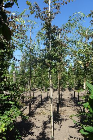 Parrotia-persica-ho-12-14-16