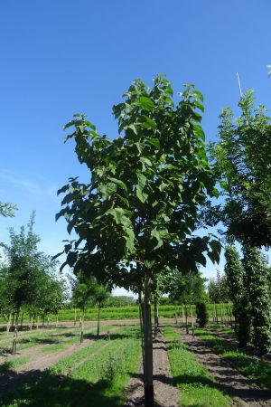 Paulownia-tomentosa-ho-30-40