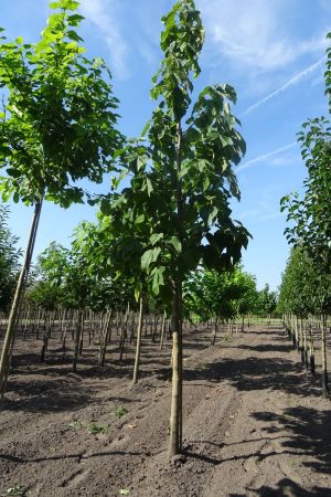 Paulownia-tomentosa-ho-18-20-25